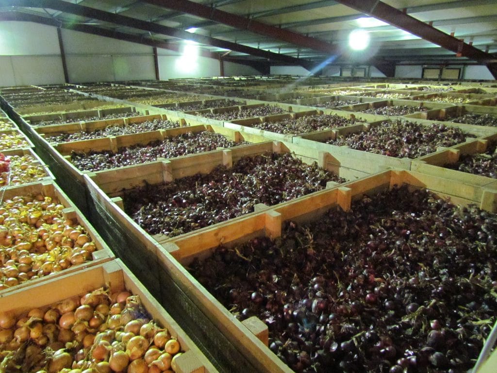 Fruit and vegetables being stored in warehouse