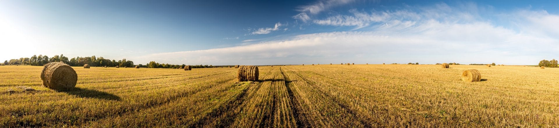 Harvest-field