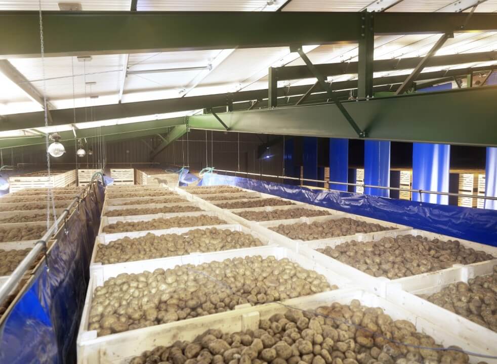 Potatoes being stored