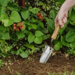 Kent and Stowe Stainless Steel Hand Transplanting Trowel