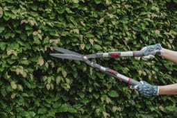 Kent and Stowe Telescopic Hedge Shears