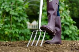 Digging fork close up being used on soil with plants in the background