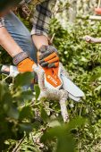 Stihl GTA 26 cordless pruner