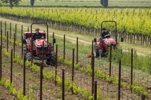 Massey Ferguson 1700 E compact tractor in a vineyard