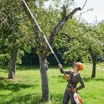 Powerful cordless pole pruner for tree maintenance and orchards