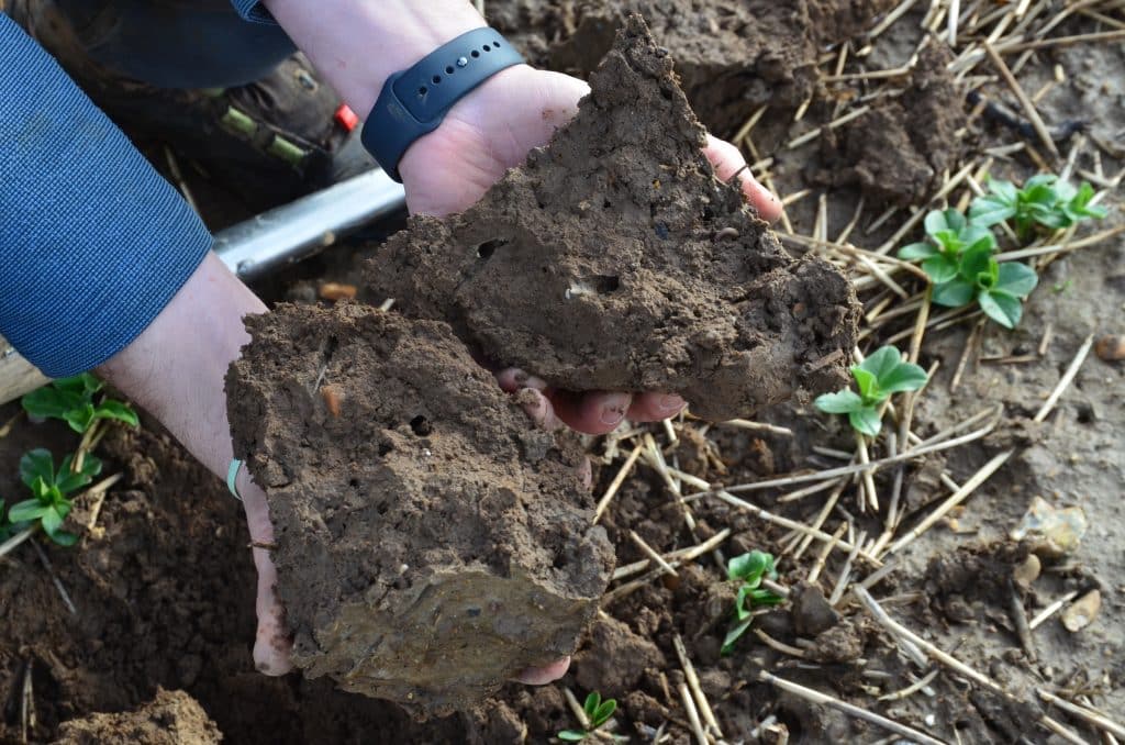 Soil structure features numerous worm burrows which improve drainage.