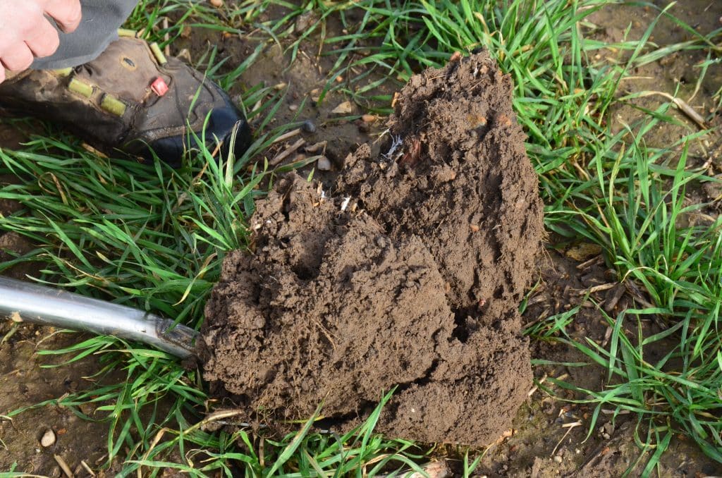 The top layer of the soil has become much more fibrous and better structured.