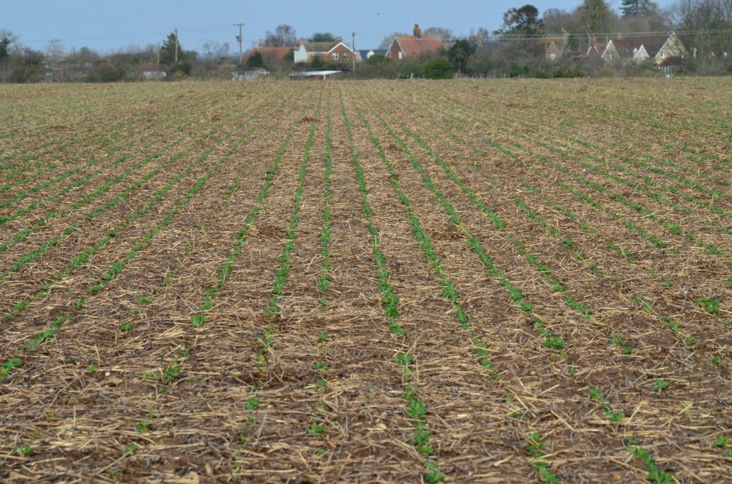 This crop of winter beans had established very evenly and looked extremely healthy at the beginning of February.