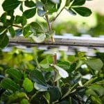 Stihl HSA 30 Cordless Hedge Trimmer Blade