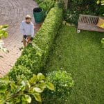 Stihl HSA 40 Cordless Hedge Trimmer Trimming Hedge