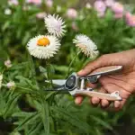 garden_life_flower_snips_70100791_4